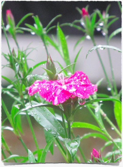 Article : la pluie tombe enfin 💧💦