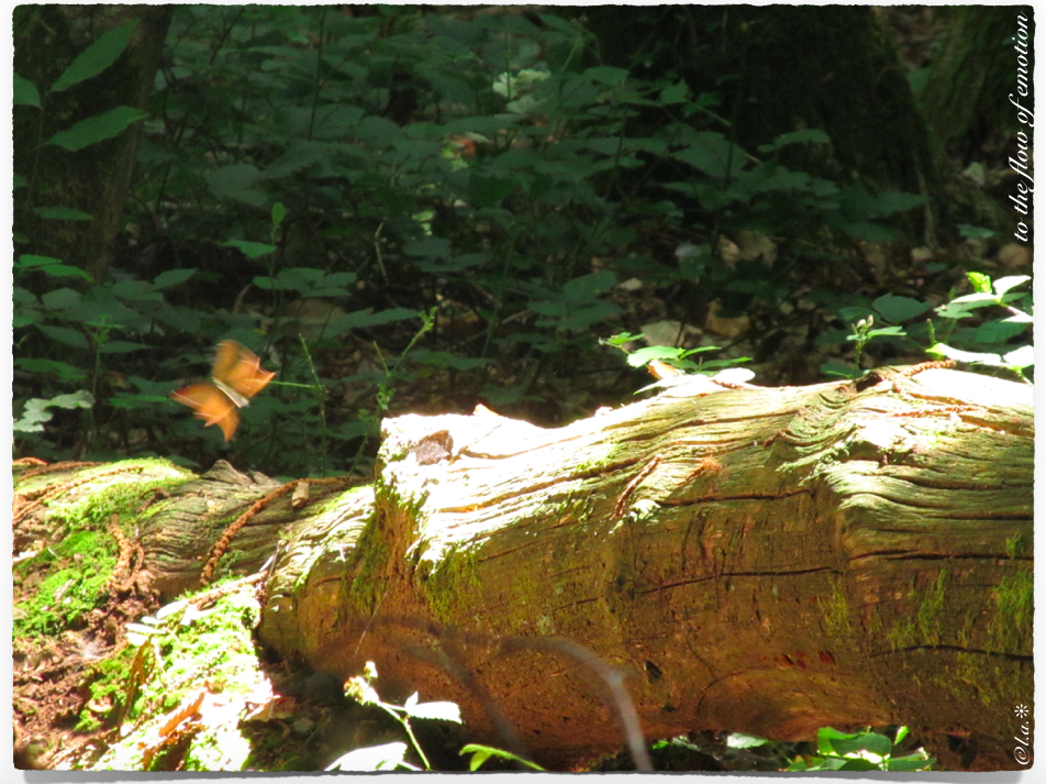 Article : Papillon Vibration